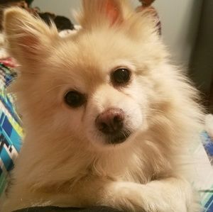 Meet your Posher, Dani